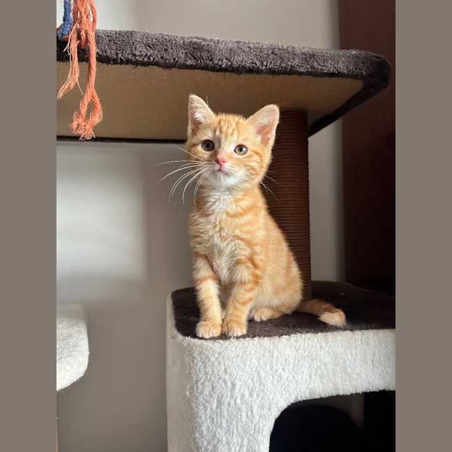 Photo of Sesame