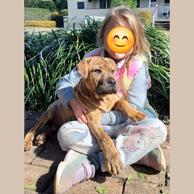Photo of Dingo