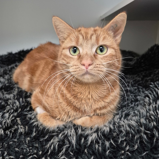 Photo of Mimosa