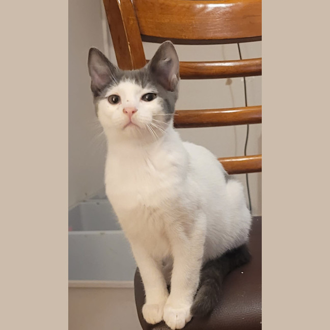 Photo of Popcorn