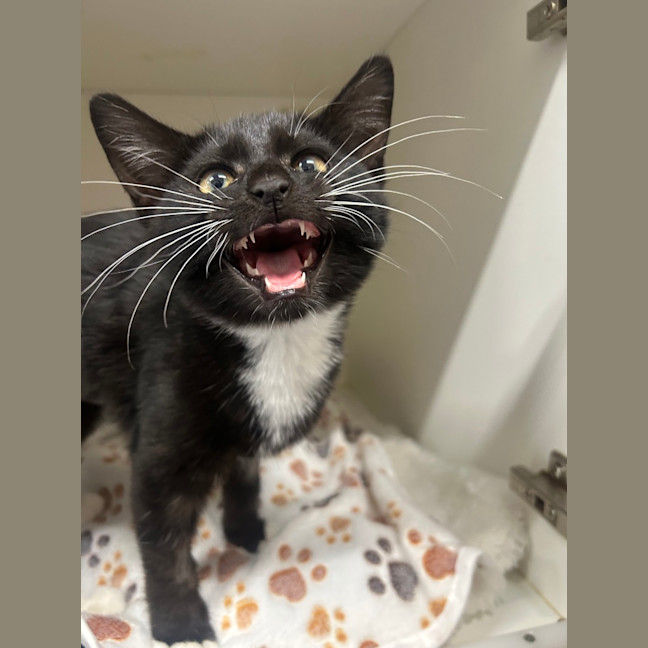 Photo of Lil Whiskers