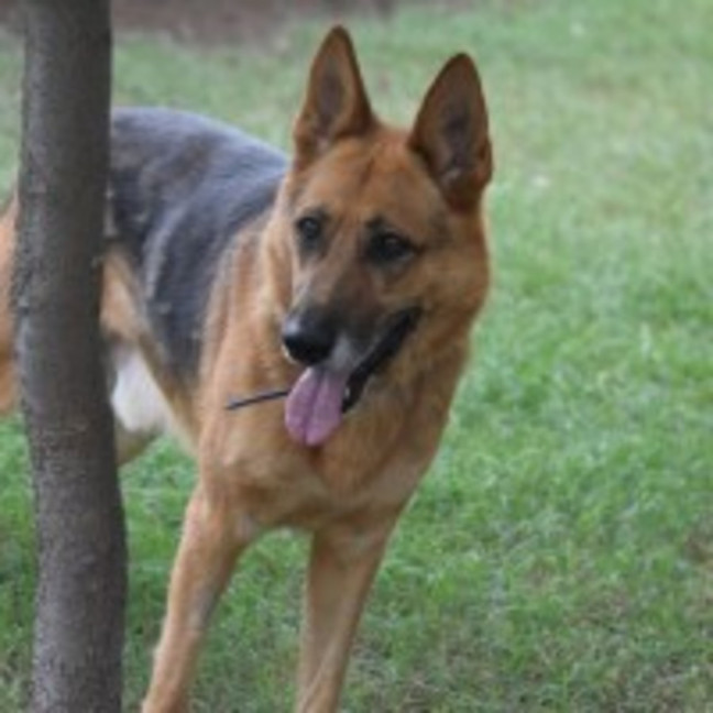 Photo of Scotty