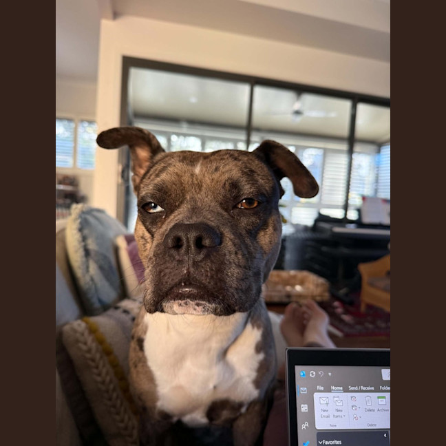 Photo of Koda