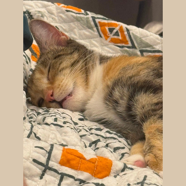 Photo of Caramel Slice