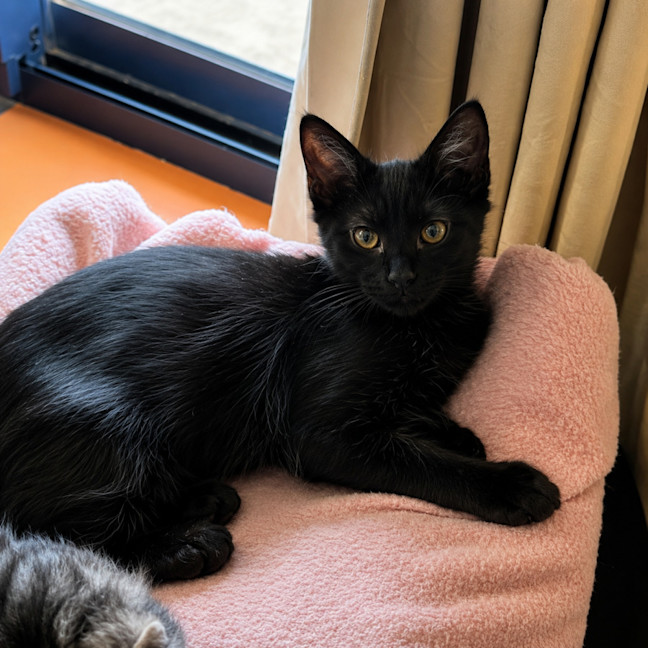 Photo of Nemo