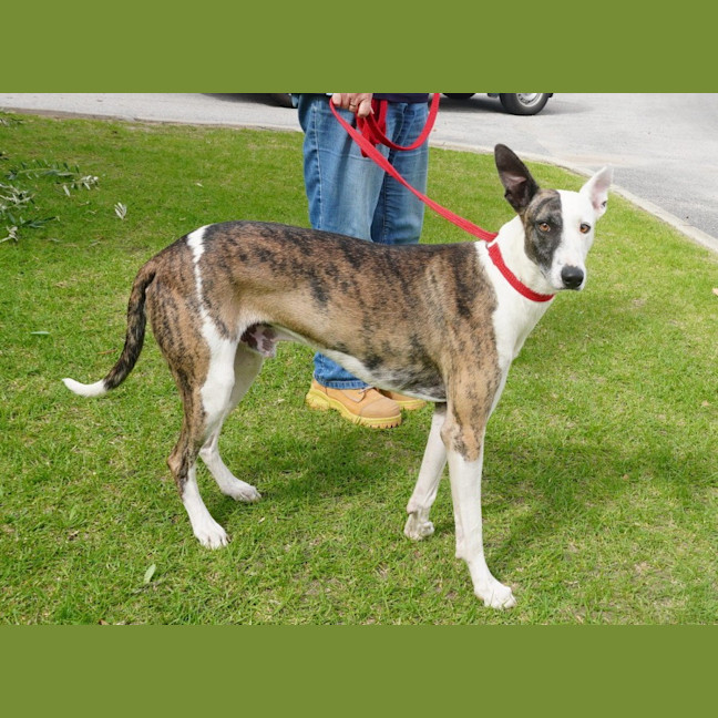 Photo of Atlas