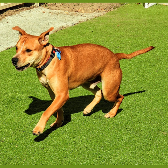 Photo of Koda