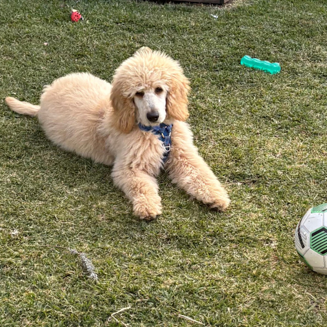 Photo of Dougie   6 Month Old Groodle