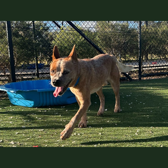 Photo of Bug A Lug Imp 1759