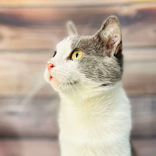 Photo of Lilly   Located In Brunswick East