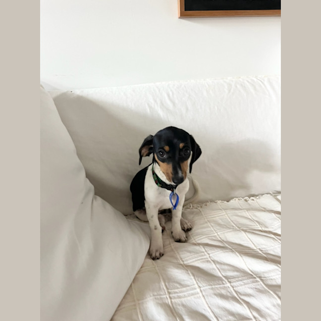 Photo of Mia   16 Week Old Dachshund X