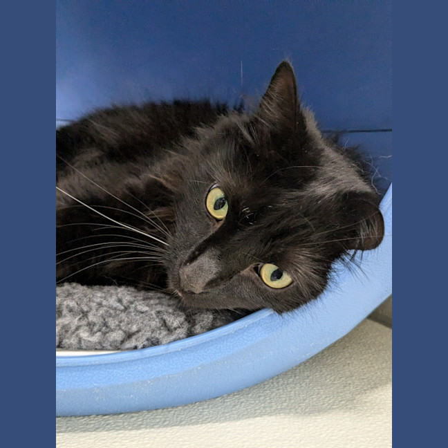 Photo of 🦁 Winston (Winnie) 5633🦁