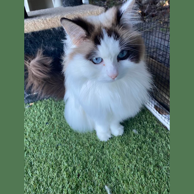 Photo of Annabelle