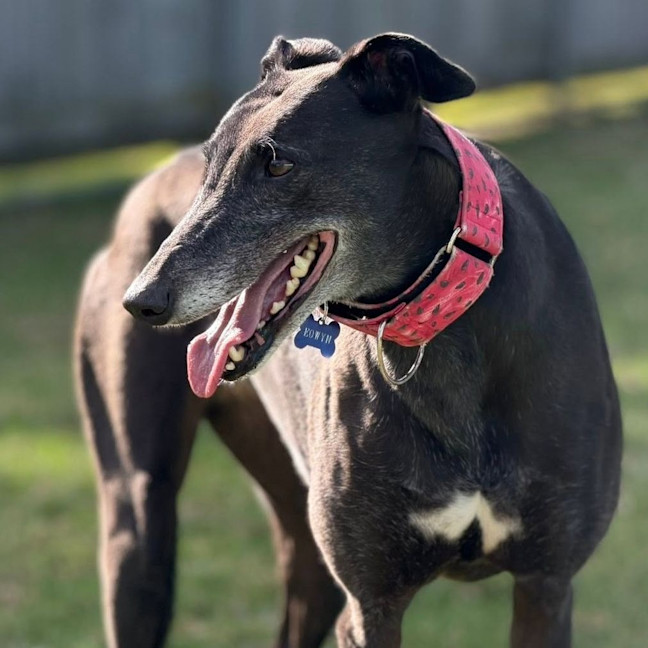 Photo of Eowyn The Greyhound