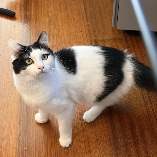 Photo of Melody 