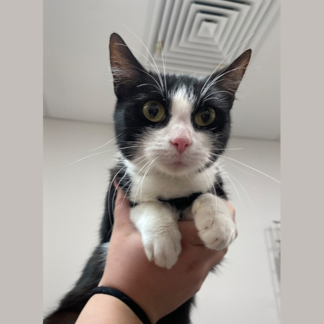 Photo of Sybil