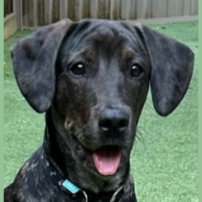 Photo of Charlotte 🌺 13 Month Old, Koolie X Labrador 