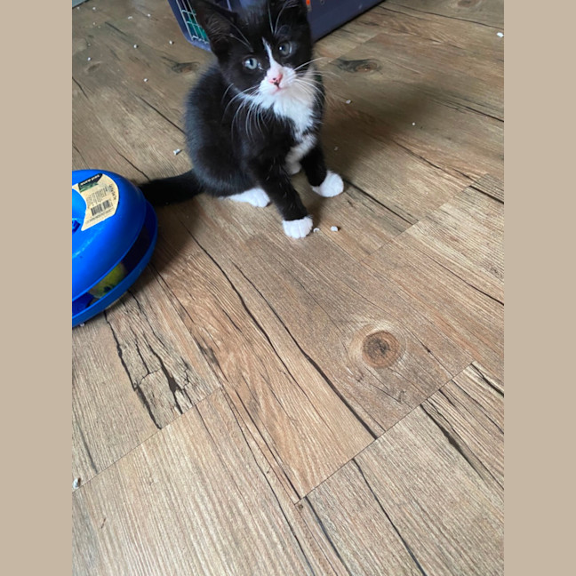 Photo of Cinderella Meet Me At Pet Stock Chelsea