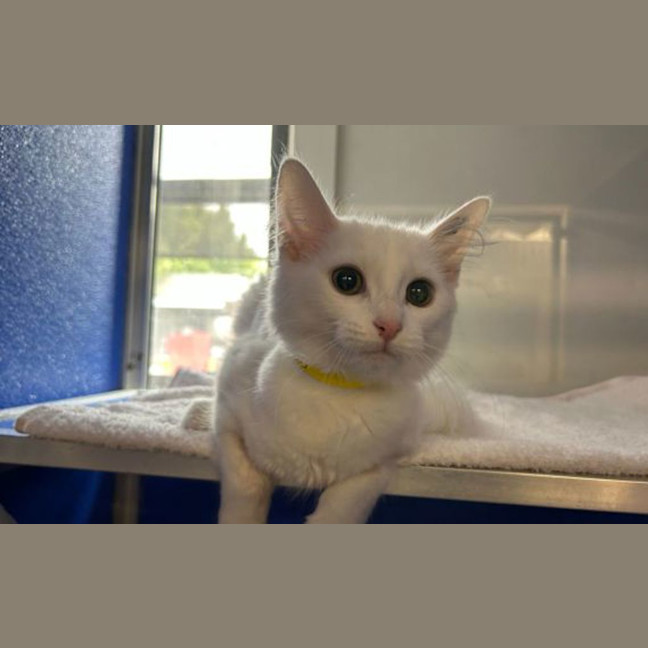 Photo of Spot