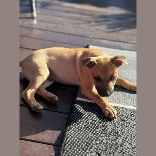 Photo of Rocco