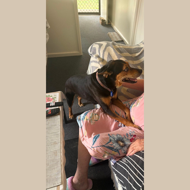 Photo of Marley   12 Year Old Kelpie X