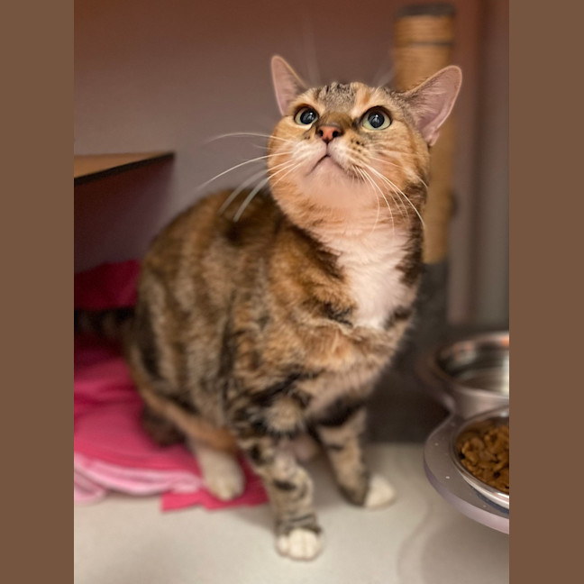 Photo of Misty
