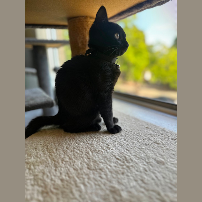 Photo of Luna