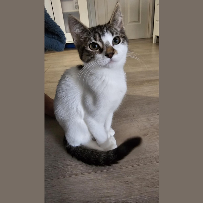 Photo of Willow *9 Lives Project Rescue*