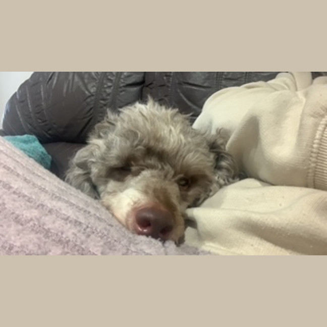 Photo of Trip   6 Year Old Miniature Poodle