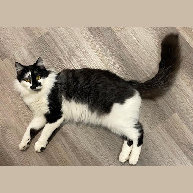 Photo of Handsome Huey