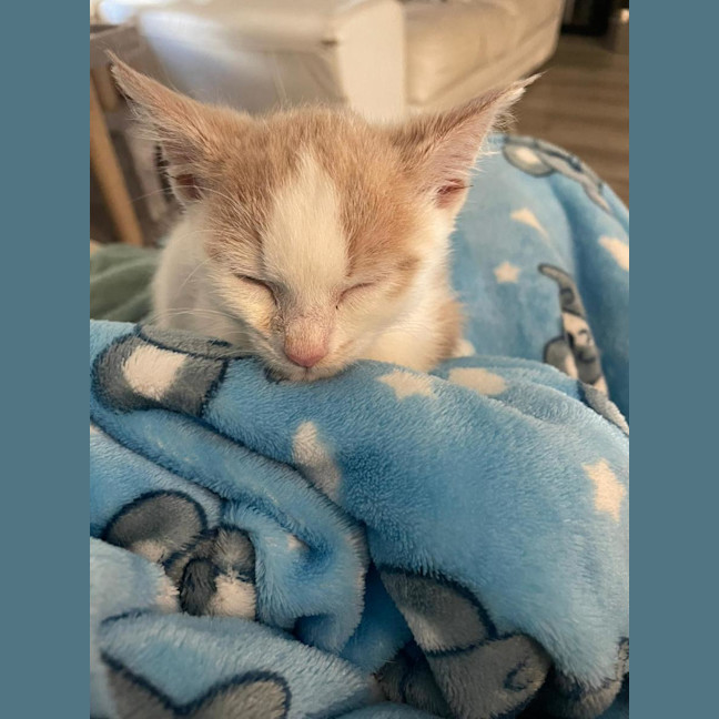Photo of Gizmo