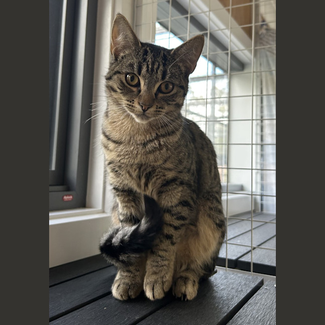 Photo of Olive