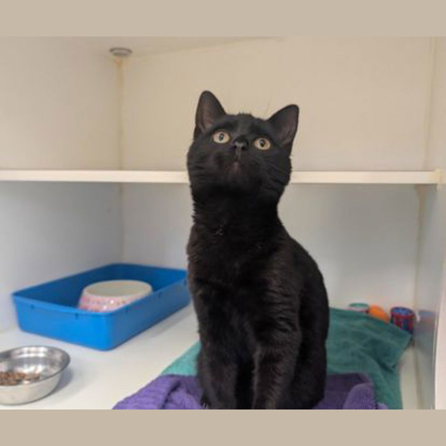 Photo of Panther