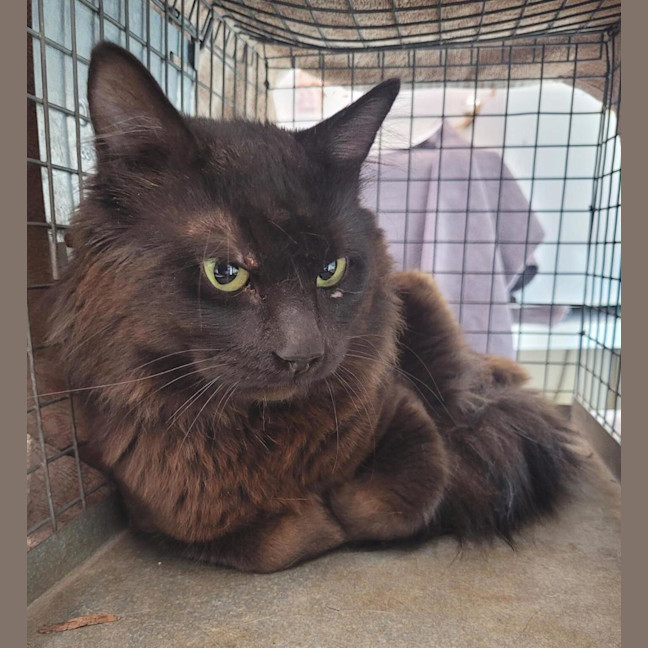 Photo of Richard  The Lionheart