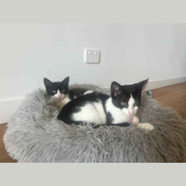 Photo of Rhonda & Ketut (Bonded Pair)