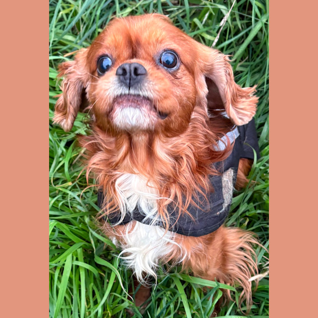 Photo of Duke 