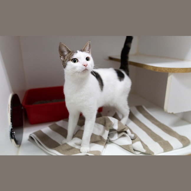 Photo of Pepper