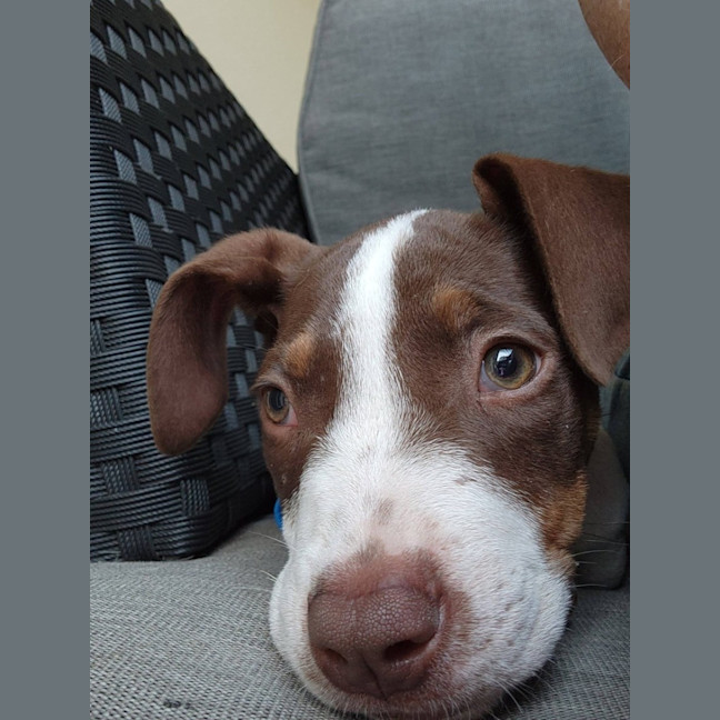 Photo of Buck