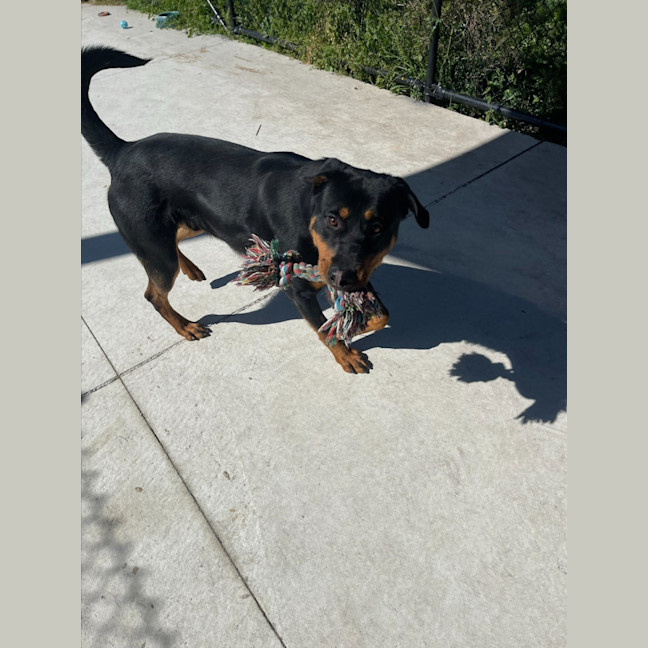 Photo of Scooter Imp 1371