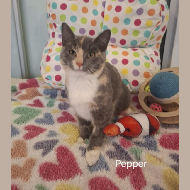 Photo of Pepper