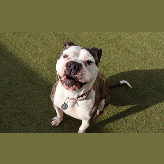 Photo of Bonita