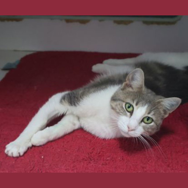 Photo of Mocha