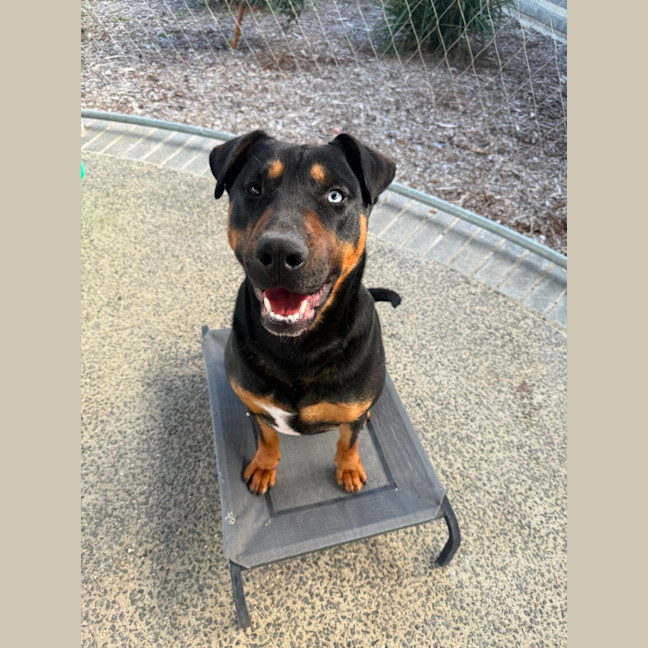 Photo of Dozer