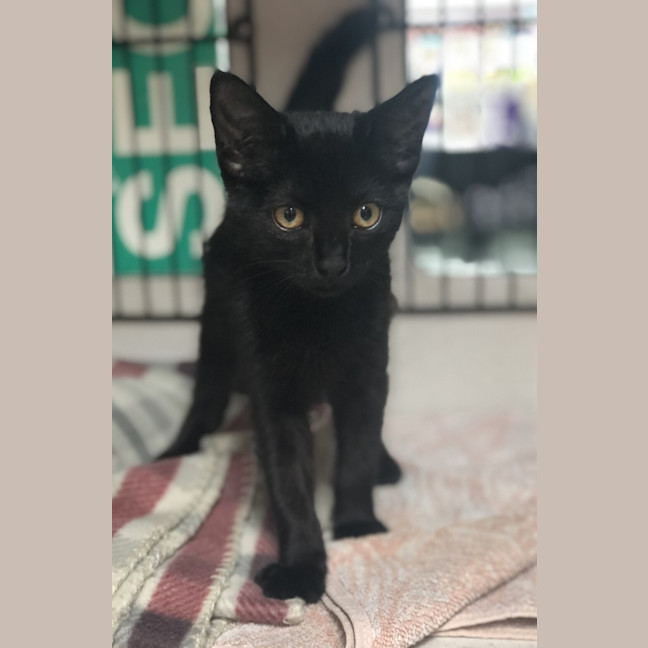 Photo of Stella