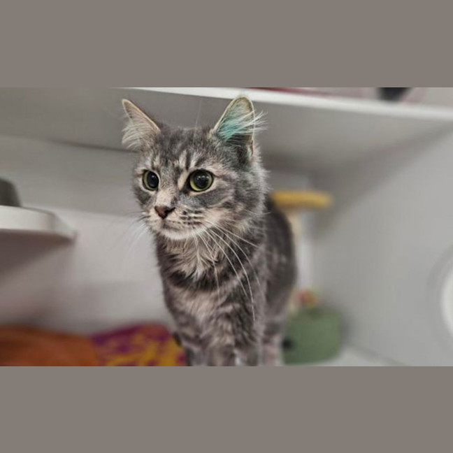 Photo of Freya