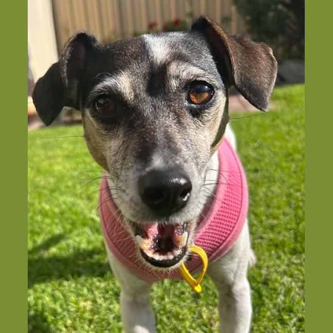 Photo of Dixie