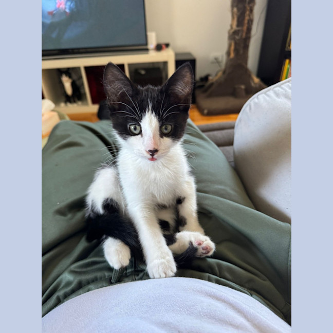 Photo of Domino And Ludo 