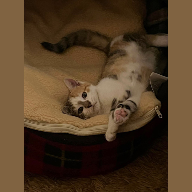 Photo of Gizmo