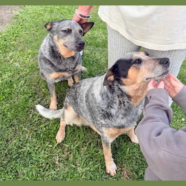 Photo of Gypsy And Max