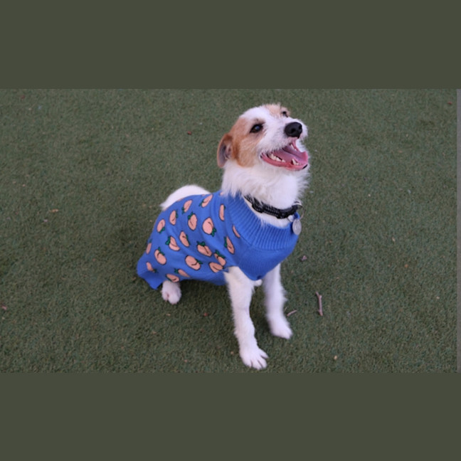 Photo of Tigger